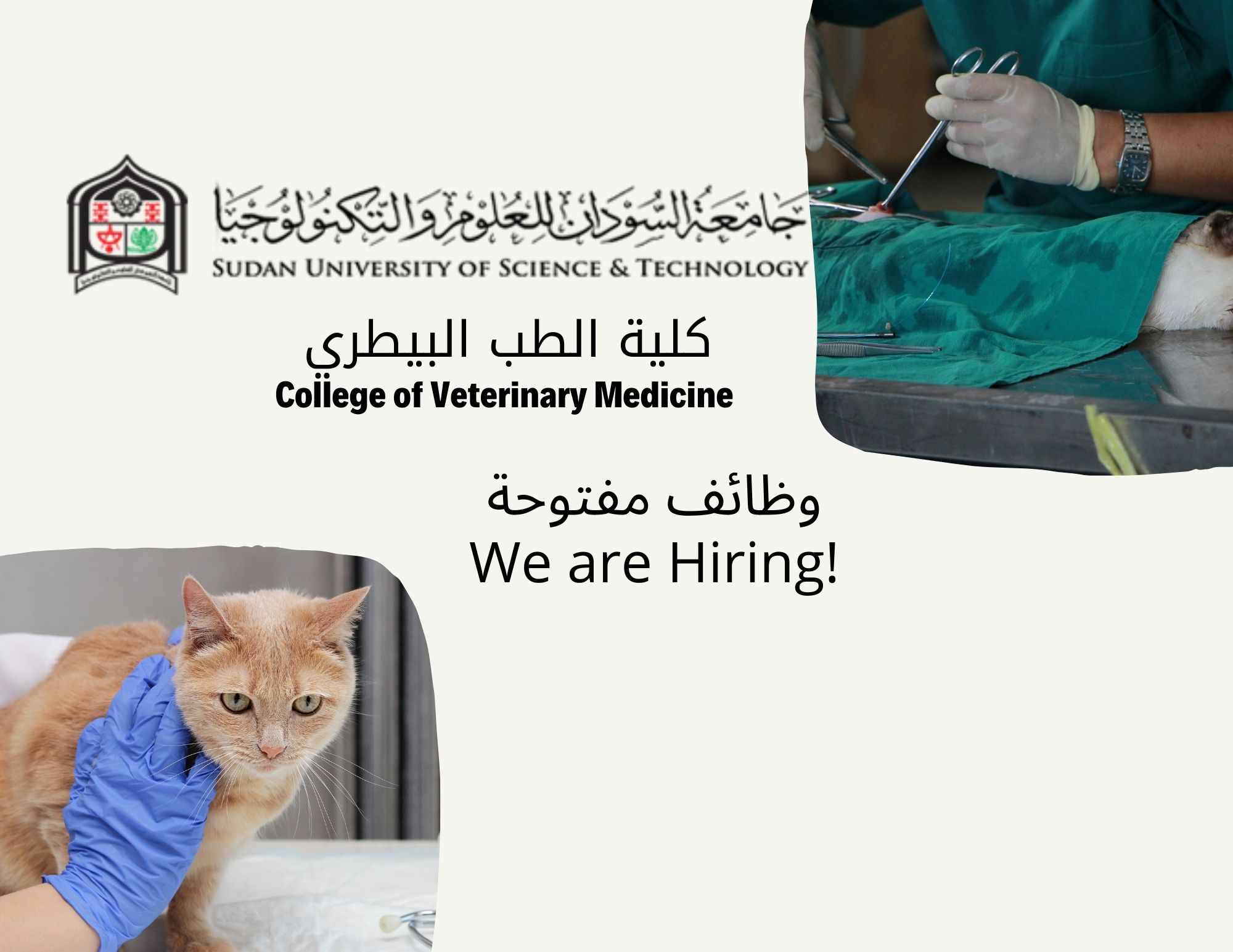 فرص توظيف: كلية الطب البيطري